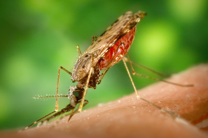 Anopheles albimanus mosquito feeding on a human arm – this mosquito is a common vector of malaria.