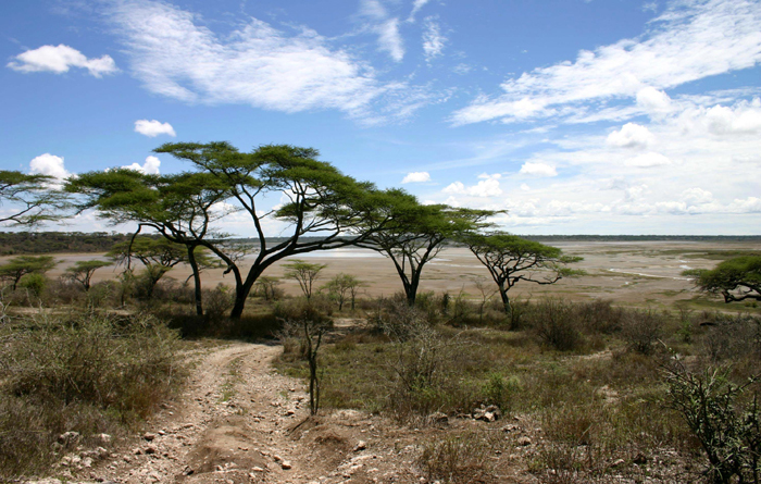 The diversification of spiny plants like acacia trees coincided with the appearance of antelope. Photo: Charles J Sharp via Wikimedia Commons.