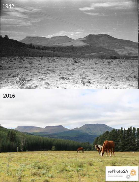 “General view of the Hogsback Mountains” was taken by John Acocks in 1942. The repeat photograph was taken by PhD candidate and citizen scientist Justin du Toit in 2016. Note the general increase in trees and shrubs (particularly pine plantations) both in the fore- and background of the photograph.