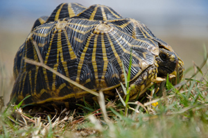 The geometric tortoise is critically endangered and now restricted to a tiny habitat in the Wellington-Porterville area. It is now estimated that only 700 to 800 geometric tortoises survive in the wild. Photo courtesy of capenature.co.za.