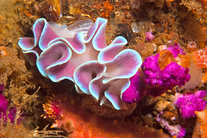 This frilled nudibranch, Leminda millecra, is named after Prof Charles Griffiths' daughter, Melinda. Image by Georgina Jones.