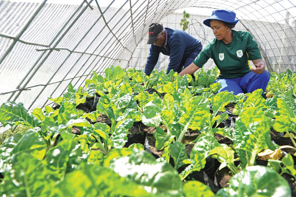 Urban farmer (and winner of the 2014 Female Entrepreneur Subsistence Award) Nomonde Kweza from Teenagers Not Curses – a programme established in Gugulethu to deal with the social and family problems that teenagers face, whether rape, abortion, substance abuse, suicide or bullying. Through the Knowledge Co-op, Dr Beatrice Conradie, Masechaba Makhura and Salome Kinyeki of the Department of Economics were paired with Teenagers Not Curses in a case study of the role of urban farmers in Gugulethu. For more details of available and completed Knowledge Co-op projects, go to <a href="http://www.knowledgeco-op.uct.ac.za">www.knowledgeco-op.uct.ac.za</a>.