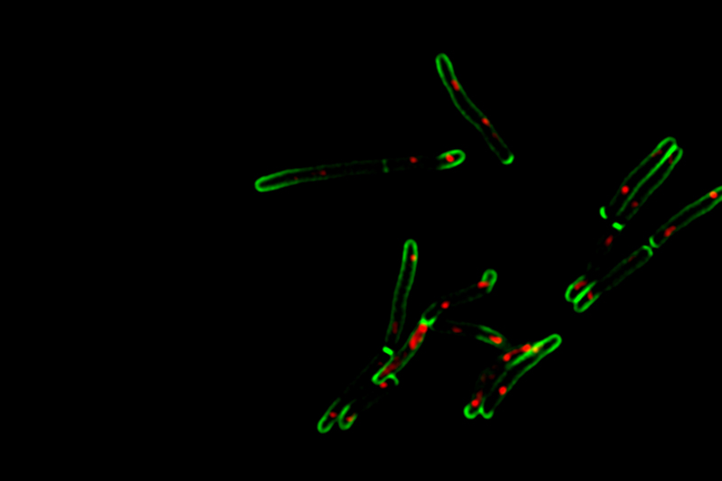 Fluorescence microscopy of mycobacteria – the green fluorescence indicates the cell wall and growth at the bacillary tips (poles) while the red fluorescence marks the position of the chromosomal DNA. Note the formation of internal walls (septa) in bacteria undergoing cell division.
