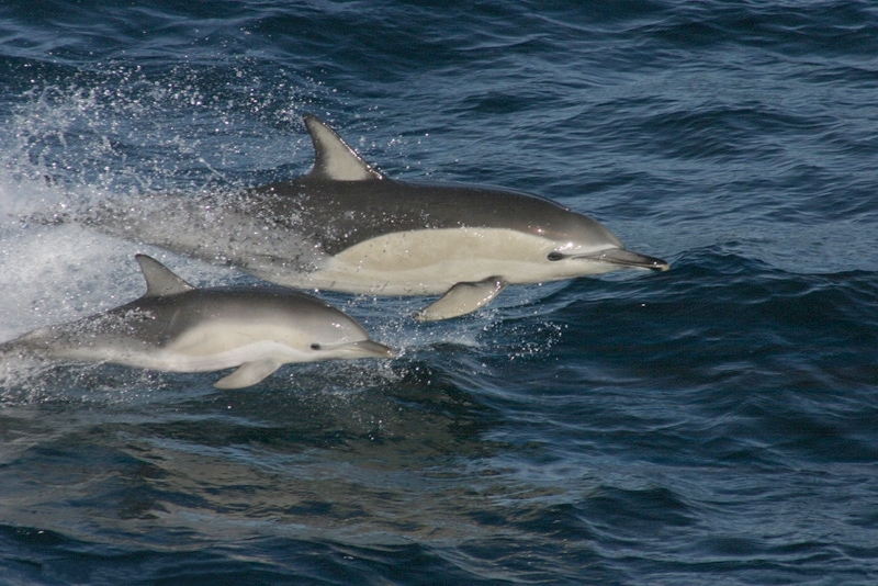 A short-beaked common dolphin and her calf would use whistling to communicate with each other.