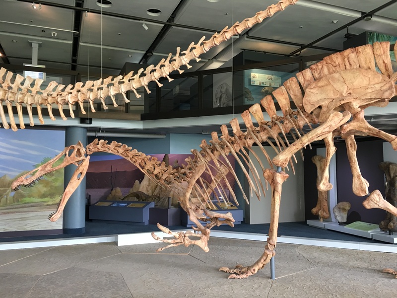 Dinosaur reconstruction at the Iziko South African Museum.