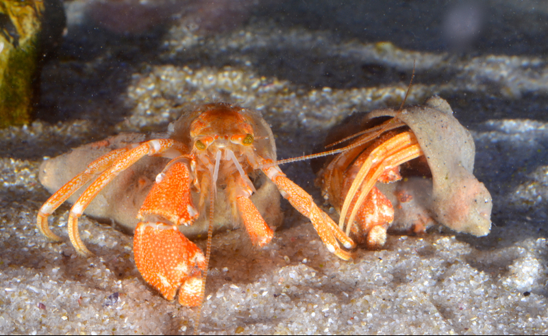 Close-up of the green-eyed hermit crab, a news species discovered in a tiny area off the South African West Coast.