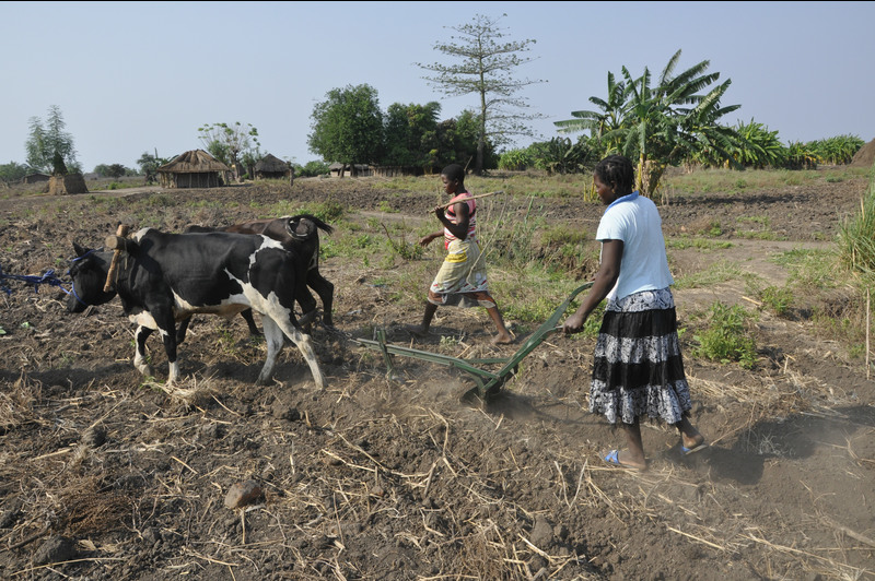 Ploughing with an ox in Mozambique’s Zambezi valley.