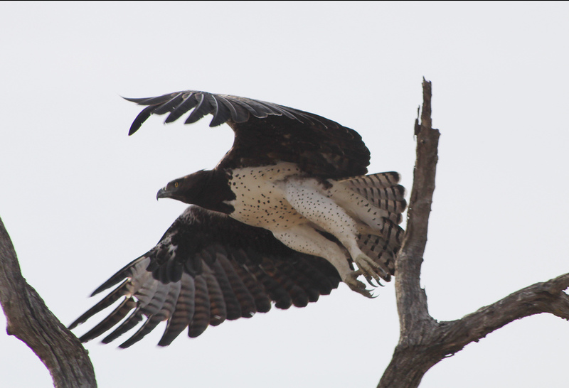 Martial Eagle sightings have dropped by as much as 60% since the late 1980s and the bird may be heading towards extinction, says a new UCT study. <b>Photo</b> <a href="https://www.flickr.com/photos/flowcomm/10902780366" target="_blank" style="font-weight: normal;">flowcomm via Flickr</a>.