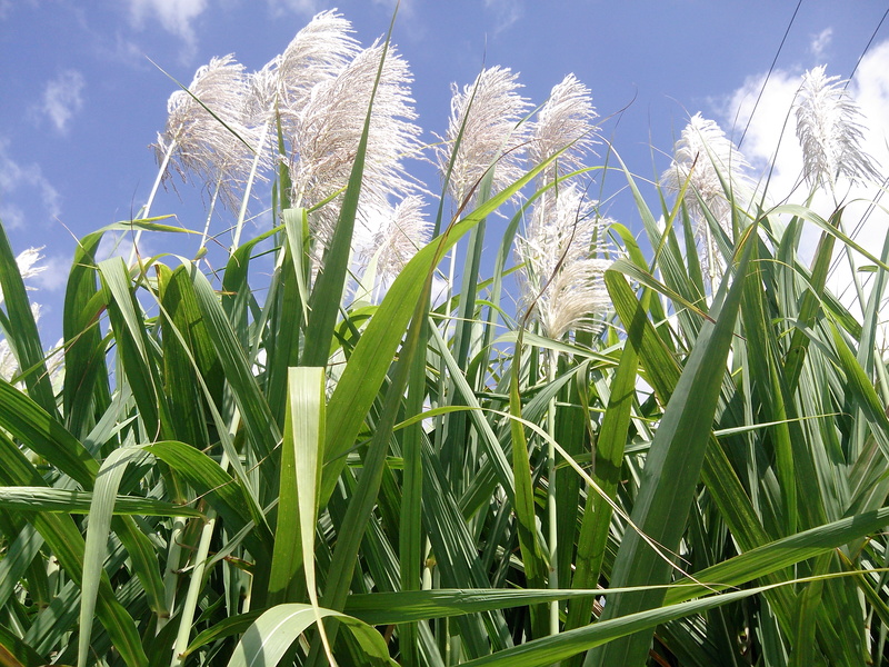 The major issues holding back Ugandan sugar-cane farmers are policy and industry regulation. The entrepreneurial drive, passion and determination are already there.