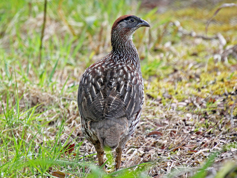 This Erckel’s Francolin is part of a truly ancient line of so-called gamebirds.