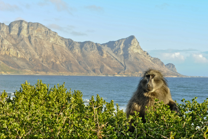 Data from bespoke tracking collars show that Cape Town&rsquo;s baboons adopt a sit-and-wait tactic before raiding homes for high-calorie grub. <b>Photo</b> Je&rsquo;nine May.