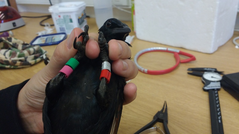 This bird's ring combination would be read as pink over green, red over metal (bearing in mind that its legs are upside down here). Photo Petra Sumasgutner.