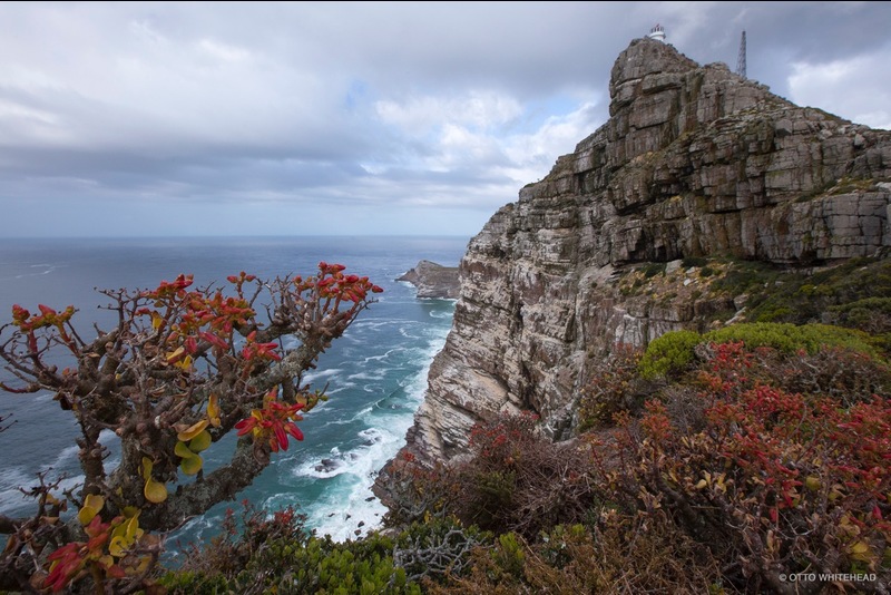 Cape Point in the Cape of Good Hope section of the Table Mountain National Park, where the study of the impact of climate change on fynbos was conducted.