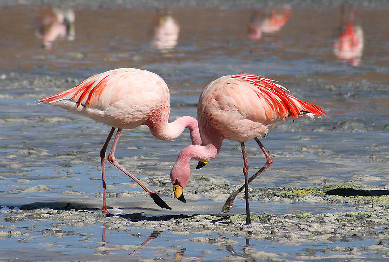In the hood: Many Greater Flamingos have been spotted in the Black River.