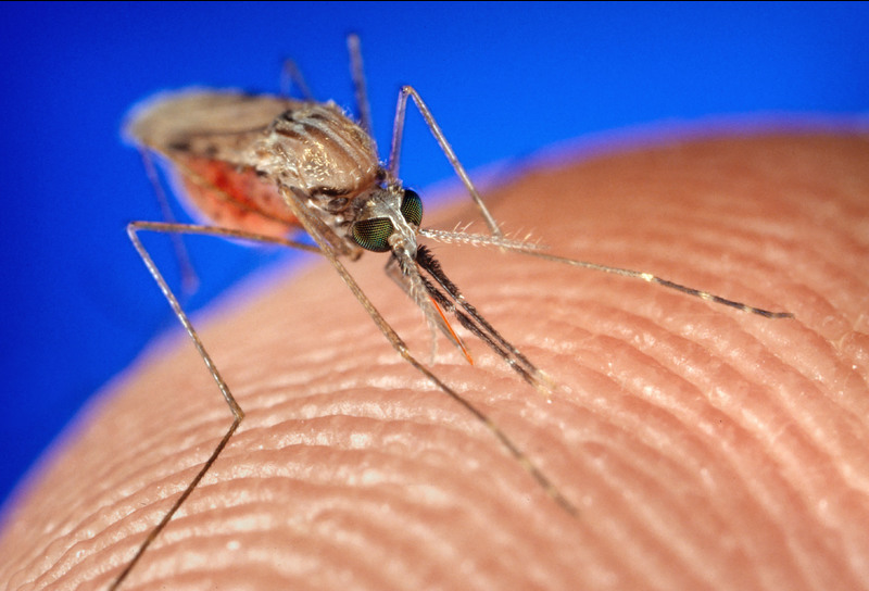 Anopheles gambiae obtaining a blood meal from a human host. Photo Jim Gathany via Flickr.