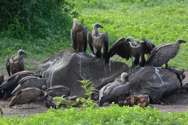 A sample of critically endangered white-backed vultures (Gyps africanus) were tested for elevated levels of lead in their blood.