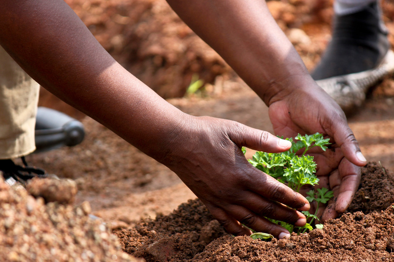 South Africa’s preference for large-scale farming can be rooted to pressures from transnational corporations.