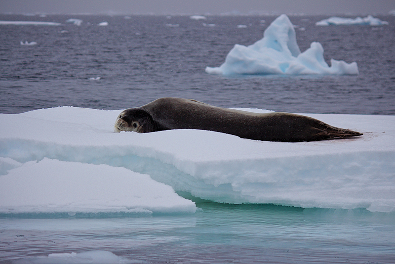 Melting polar ice, the result of temperature rises. The goal is to keep temperatures below  2&deg;C above pre-industrial levels. Already the planet is 1.1&deg;C above pre-industrial levels. <strong>Photo</strong> <a href="https://www.pexels.com/photo/antarctic-antarctica-ice-ocean-912325/" rel="noopener" target="_blank"> Pexels</a>.