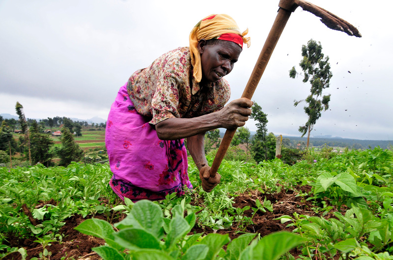 South Africa has industrialised farmers as well as those who are resource-poor and who practice low-input agriculture. This puts the country in a unique position to strengthen applications well suited to the challenges facing smallholder farmers.