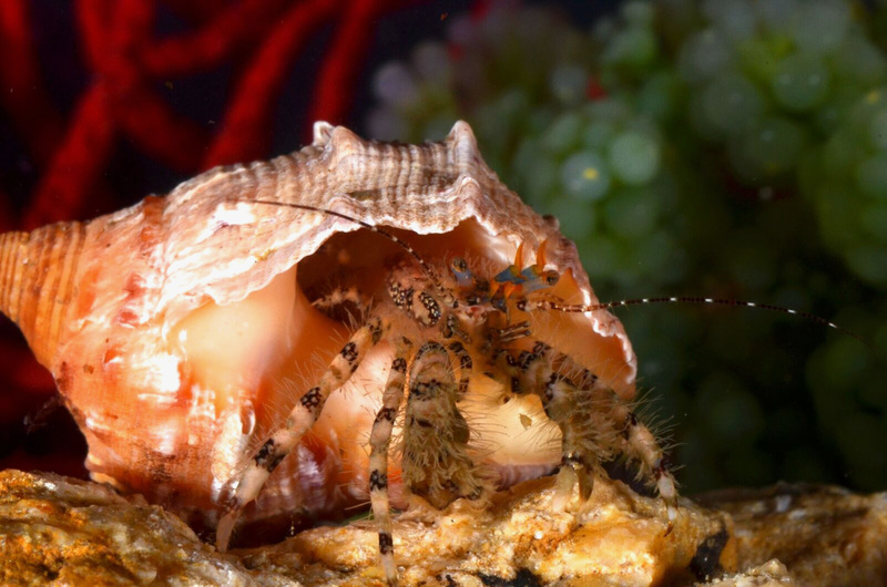 Dr Jannes Landschoff’s study is the first description of a hermit crab in which most of the taxonomic details have been illustrated using 3D volume-rendered illustrations. <b>Photo</b> Jannes Landschoff. 