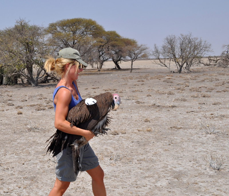 PhD candidate Beckie Garbett releases a GPS-tagged lappet-faced vulture in the Central Kalahari Game Reserve, Botswana.