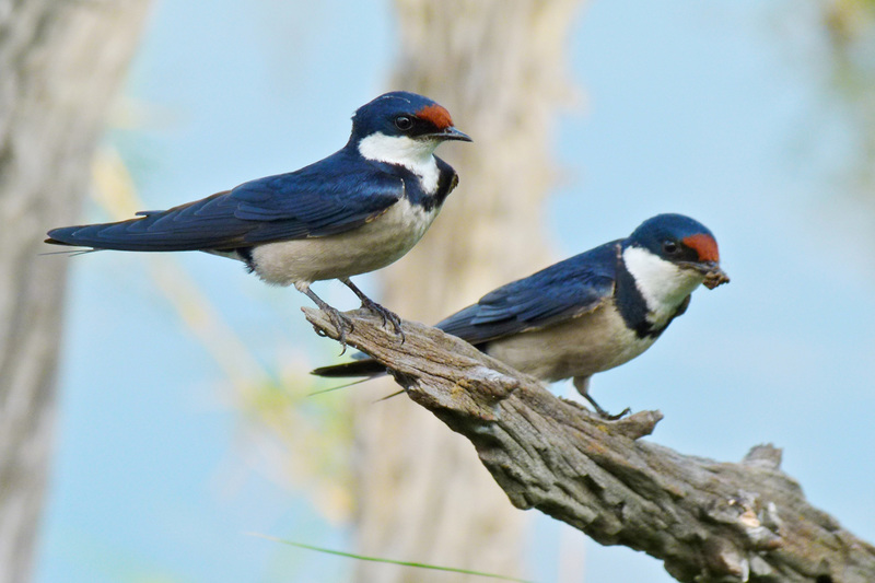 The white-throated swallow is one of several intra-African migratory birds.