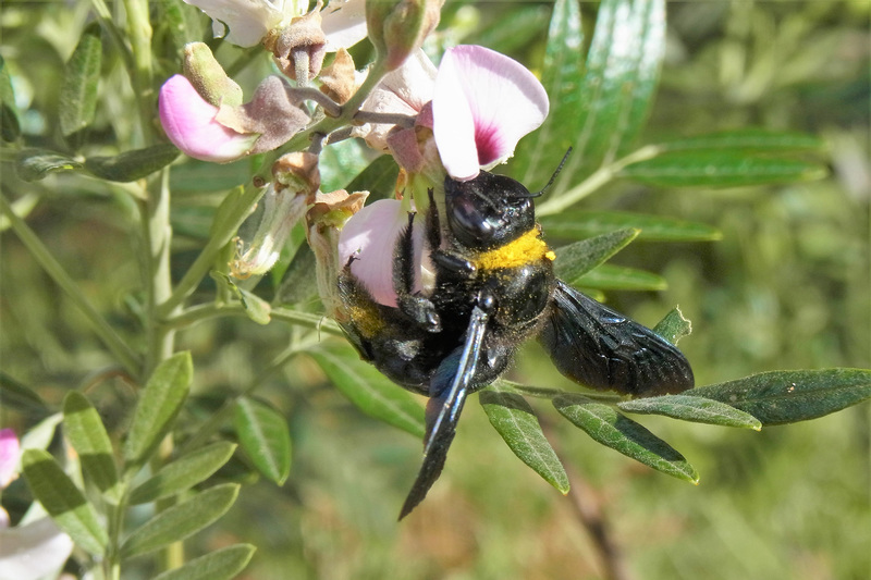 A carpenter bee (Xylocopa capitata) forages for nectar. <b>Photo</b> Annalie Melin. 