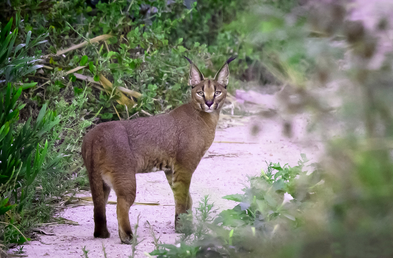 Male caracal, one of six main species affected by lethal rodenticides infiltrating Cape Town’s wildlife food chain. <b>Photo</b> Fenton Cotterill.