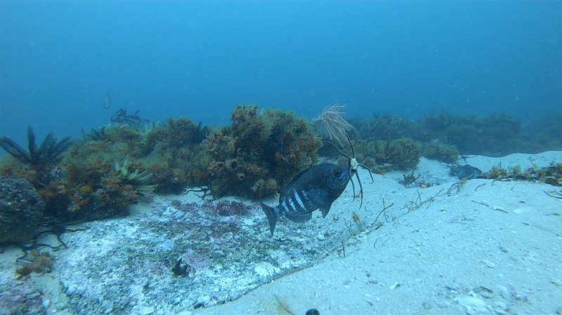 A male steentjie in his nuptial dress, carting a pesky brittle starfish off his nest.