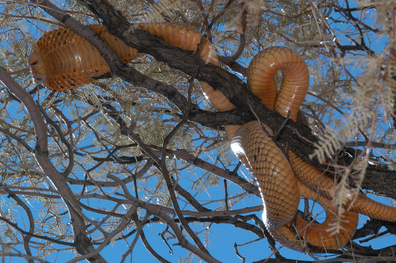 Cape cobras are great stowaways, have an opportunistic diet and show their hood when they’re angry. <b>Photo</b> UCT Archives.