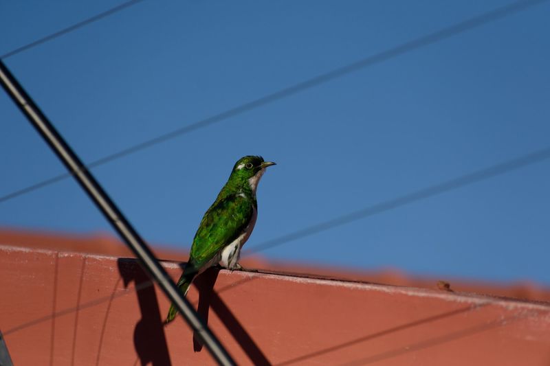 Klaas’s Cuckoo, Mowbray. <b>Photo</b> Kervin Prayag.