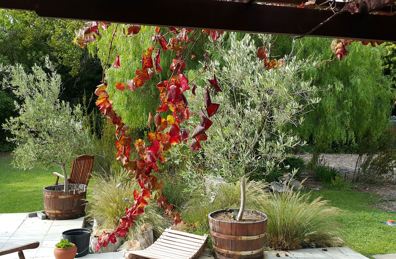 View from my window: Autumn vine leaves resemble an AIDS ribbon – a symbol of hope from nature.