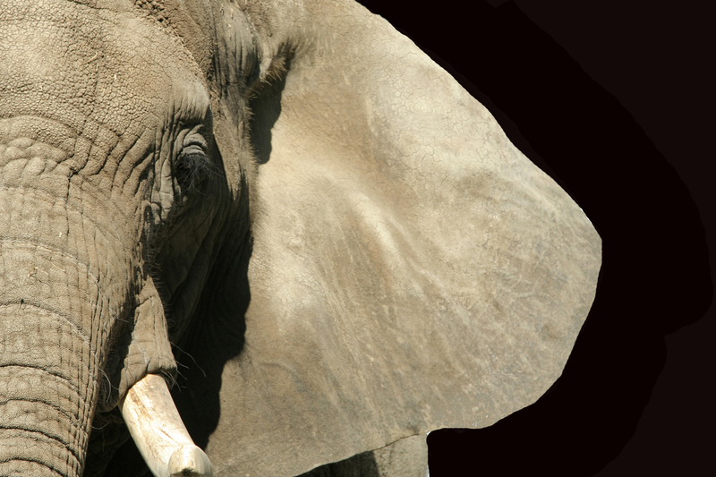 UCT led a multi-institutional study into the scientific and historical analysis of African elephant tusks found on a 16th-century shipwreck.