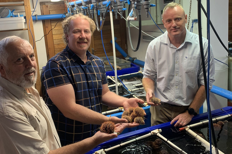 (From left) Emer Prof John Bolton, Dr Mark Cyrus and Dr Brett Macey holding collector sea urchins (“Tripneustes gratilla”) grown from larvae at the Marine Research Aquarium. <b>Photo</b> Alick Hendricks.