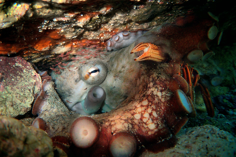 The star of the Oscar-award winning Best Documentary “My Octopus Teacher”, in her False Bay lair. <b>Photo</b> Craig Foster.