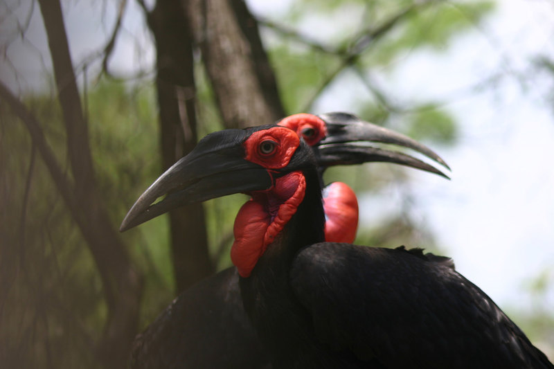 Valued as the bringer of rain, the hornbill is said to have the ability to predict, signal and even command the summer rains. <b>Photo</b> Lucy Kemp.