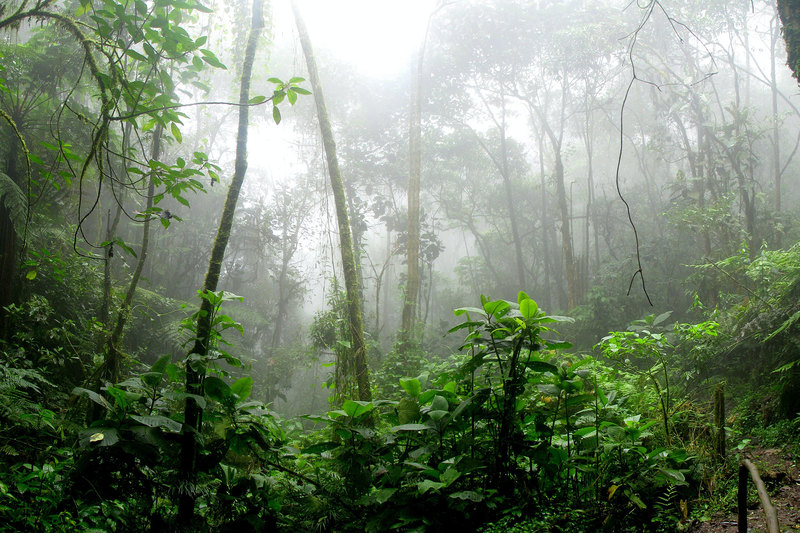The paper provides those in the ecological discipline with five interventions to slowly begin to practice ecology in a more creative, reflective, equitable and inclusive way. <strong>Photo</strong> <a href="https://www.pexels.com/photo/rainforest-during-foggy-day-975771/" target="_blank">David Ria&ntilde;o Cort&eacute;s / Pexels</a>.