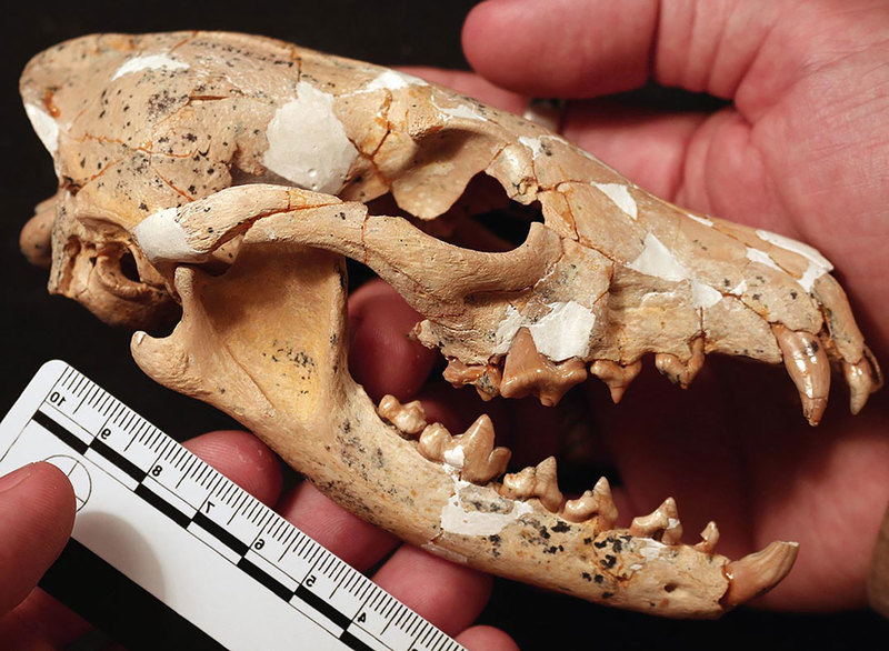 The skull of a “Eucyon Khoikhoi”. <b>Photo</b> Alberto Valenciano.