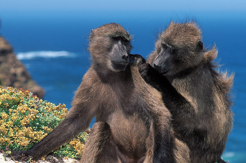 Prof Justin O’Riain writes that today, the Cape Penninsula baboon population needs contraceptives to curb their burgeoning numbers.
