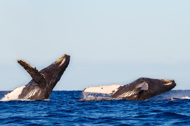 The research is part of the Whales & Climate programme, an interdisciplinary approach to understand the impacts of climate change on the recovering population of humpback whales.