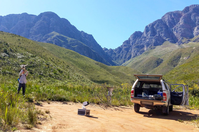 SFI Omidyar Fellow Dr Mingzhen Lu catching the drone at one of the research sites. Dr Lu’s four-year experiment in the Jonkershoek valley contrasted forest and fynbos growth measurements. <b>Photo</b> Adam West. 