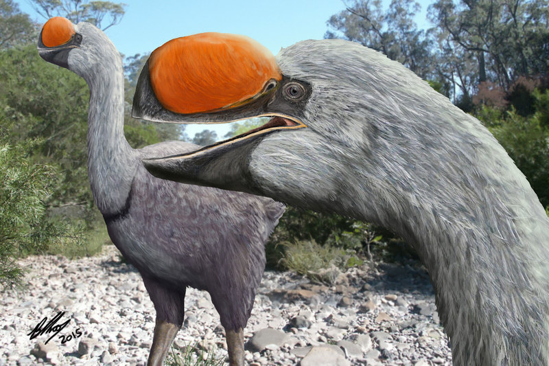 “Dromornis stirtoni” lived seven million years ago, stood up to 3 m tall and had a mass of up to 600 kg.