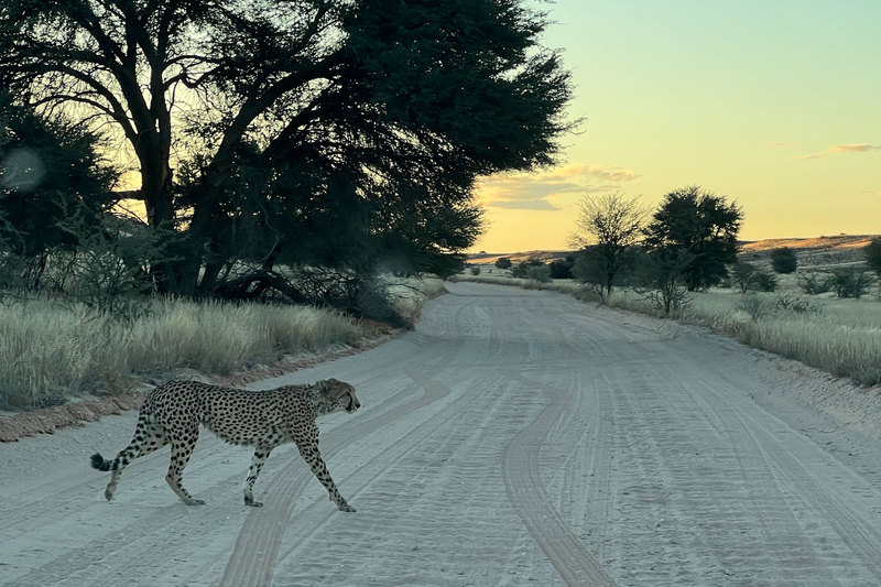 A lone cheetah stalks across the road during the ARU’s field trip to the Kgalagadi Transfrontier Park in June 2022.