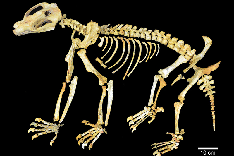 The skeleton of “Nimbadon lavarackorum”