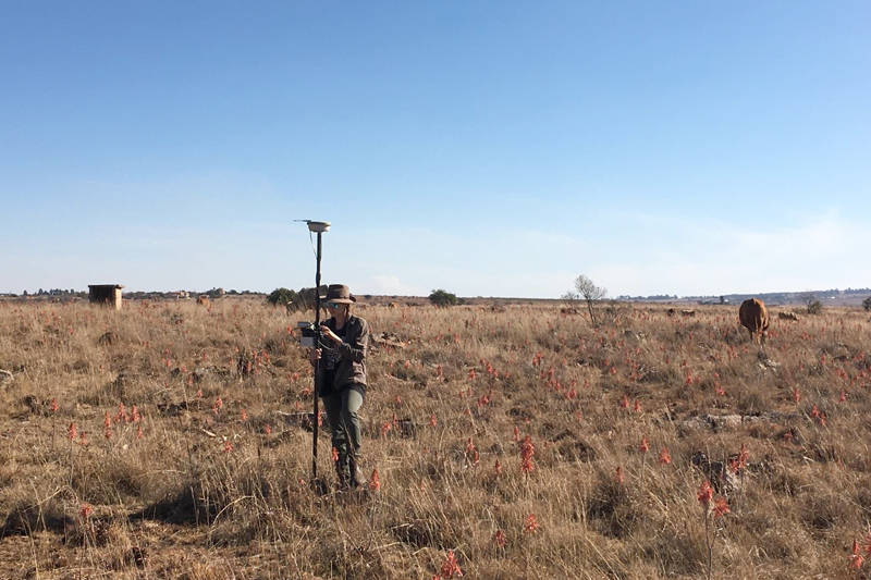 HERI postdoctoral research fellow Dr Tara Edwards conducting mapping on Bolt’s farm, part of the Cradle of Mankind site. <b>Photo</b> Alex Blackwood.