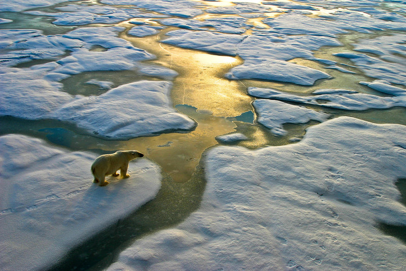 Climate change is likely to abruptly push species over tipping points as their geographic ranges reach unforeseen temperatures, finds a new study co-led by a UCT researcher.