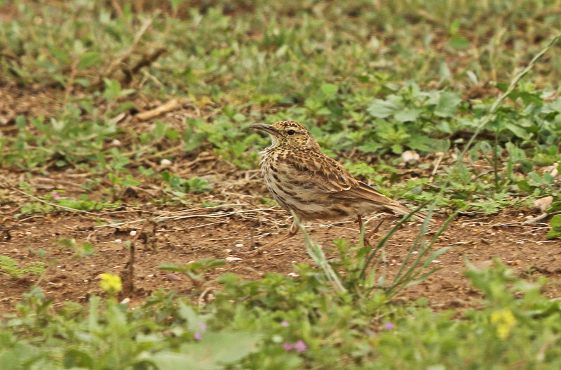 The Agulhas long-billed lark.