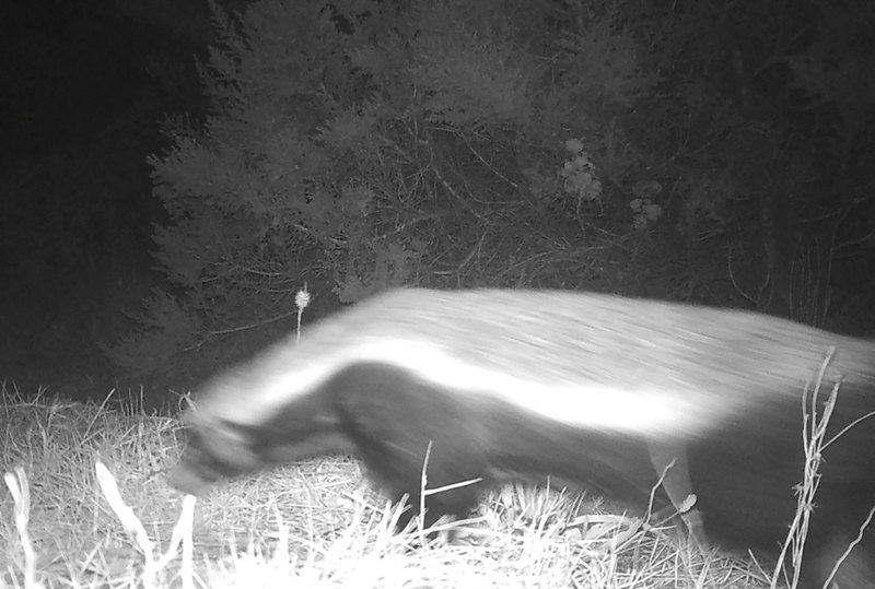 A honey badger spotted above UCT’s main campus.