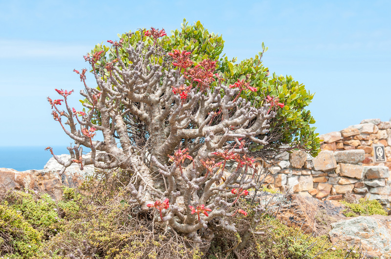 Flowers of a botterboom or butter tree, “Tylecodon paniculatus”, a deciduous succulent. The tree may exceed 2 m in height.