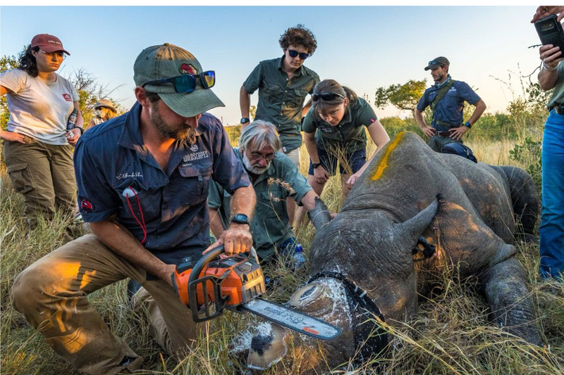Dehorning of rhinos has been found to reduce poaching by 78%.